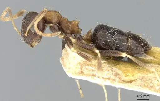 Lepisiota opaca specimen CASENT0906255 image casent0906255_3