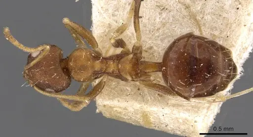 Lepisiota opaca specimen CASENT0909893 image casent0909893_1