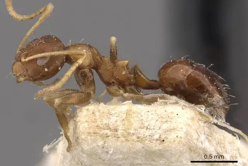 Lepisiota opaca specimen CASENT0909893 image casent0909893_3