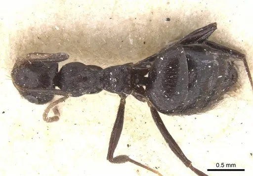 Lepisiota piliscapa specimen CASENT0912402 image casent0912402_1
