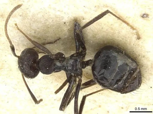 Lepisiota piliscapa specimen RMCAENT000017806 image rmcaent000017806_1