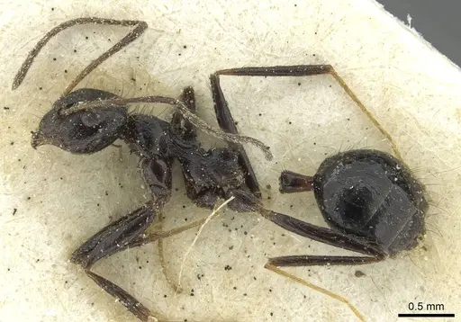 Lepisiota piliscapa specimen RMCAENT000017807 image rmcaent000017807_3