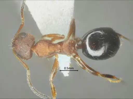 Lepisiota reticulata specimen ANTWEB1060614 image antweb1060614_1