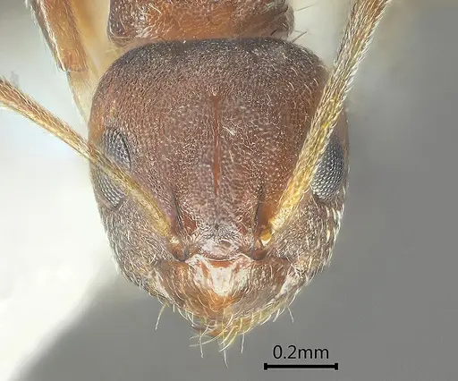 Lepisiota reticulata specimen ANTWEB1060614 image antweb1060614_2