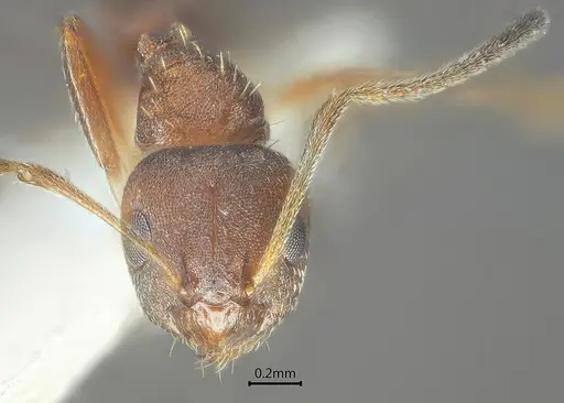 Lepisiota reticulata specimen ANTWEB1060614 image antweb1060614_3