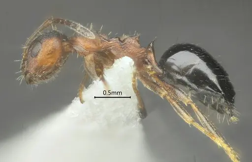 Lepisiota reticulata specimen ANTWEB1060614 image antweb1060614_4