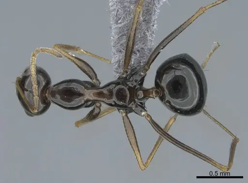 Lepisiota riyadha specimen CASENT0264017 image casent0264017_1