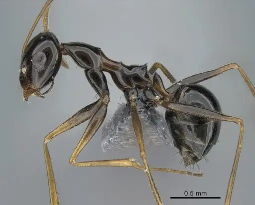 Lepisiota riyadha specimen CASENT0264017 image casent0264017_3