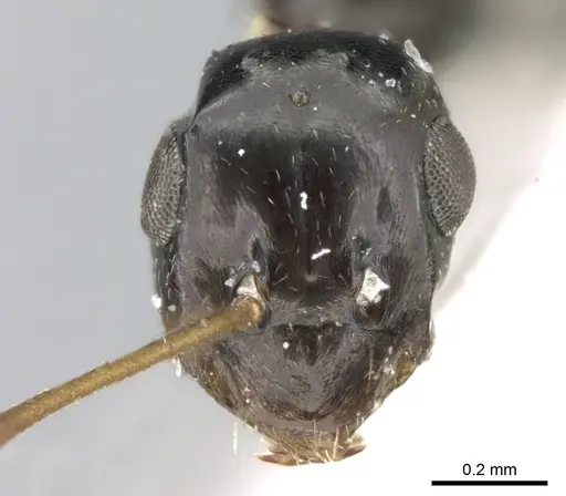Lepisiota riyadha specimen CASENT0906335 image casent0906335_2