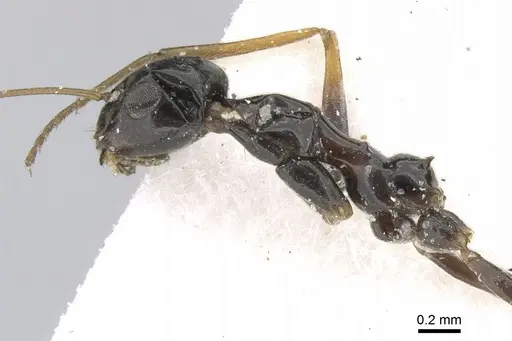 Lepisiota riyadha specimen CASENT0906335 image casent0906335_3