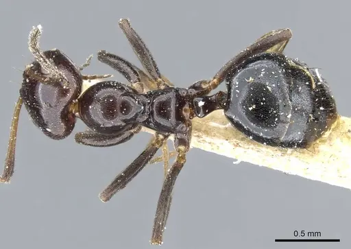 Lepisiota rothneyi specimen CASENT0905145 image casent0905145_1