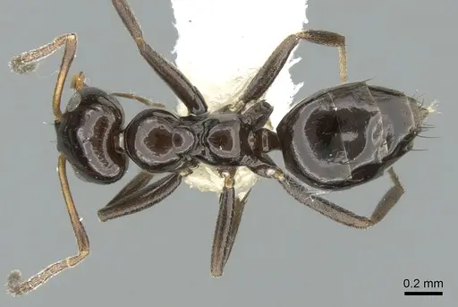 Lepisiota rothneyi specimen CASENT0906254 image casent0906254_1