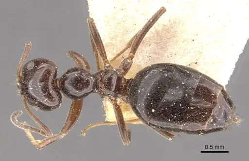 Lepisiota rothneyi specimen CASENT0909865 image casent0909865_1