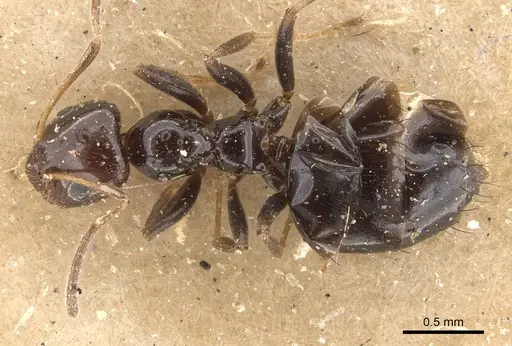Lepisiota rothneyi specimen CASENT0909866 image casent0909866_1