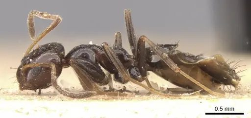 Lepisiota rothneyi specimen CASENT0909866 image casent0909866_3