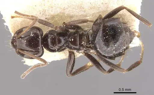 Lepisiota rothneyi specimen CASENT0909867 image casent0909867_1
