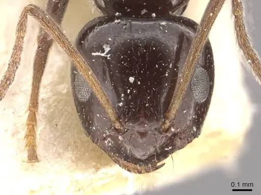 Lepisiota rothneyi specimen CASENT0909867 image casent0909867_2