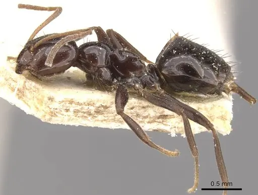 Lepisiota rothneyi specimen CASENT0909867 image casent0909867_3