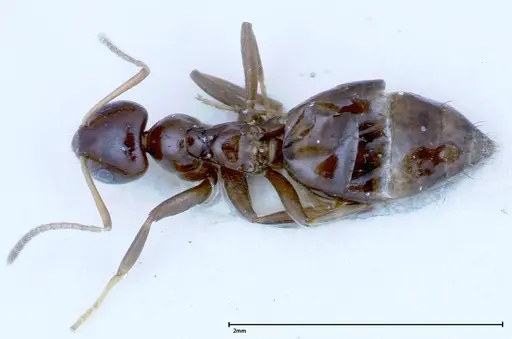 Lepisiota rothneyi specimen FOCOL0154-1 image focol0154-1_1