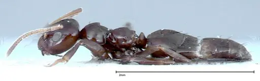 Lepisiota rothneyi specimen FOCOL0154-1 image focol0154-1_3