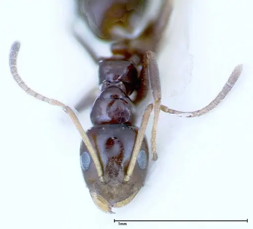 Lepisiota rothneyi specimen FOCOL0154-2 image focol0154-2_2