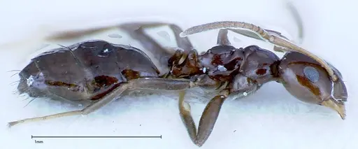 Lepisiota rothneyi specimen FOCOL0154-2 image focol0154-2_3
