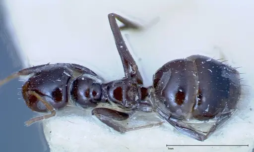 Lepisiota rothneyi specimen FOCOL0161 image focol0161_1