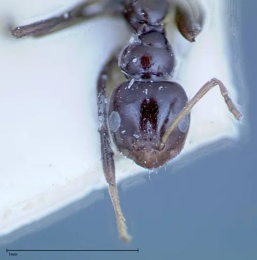 Lepisiota rothneyi specimen FOCOL0161 image focol0161_2