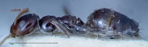 Lepisiota rothneyi specimen FOCOL0161 image focol0161_3