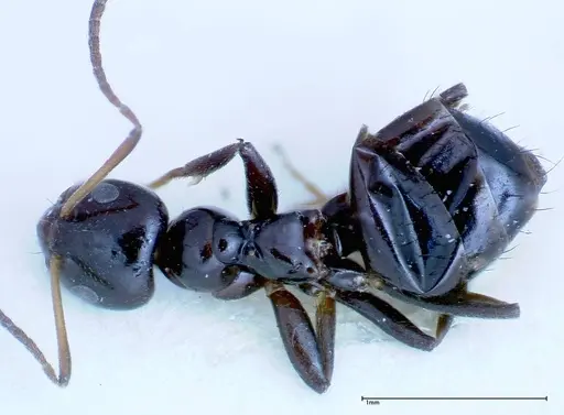 Lepisiota rothneyi specimen FOCOL0162 image focol0162_1