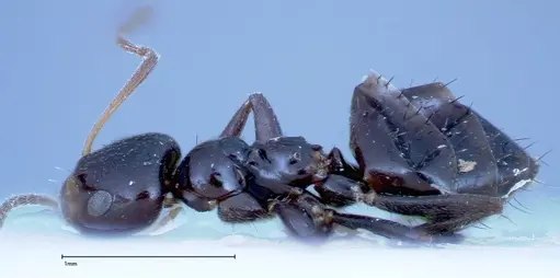 Lepisiota rothneyi specimen FOCOL0162 image focol0162_3