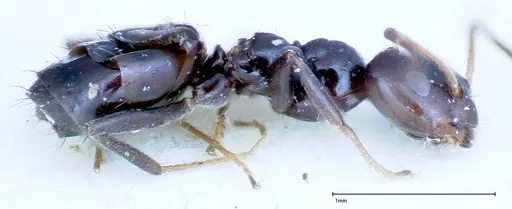 Lepisiota rothneyi specimen FOCOL0162 image focol0162_4