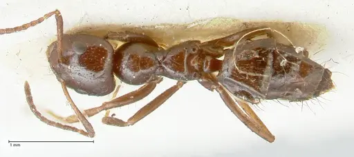 Lepisiota rothneyi specimen FOCOL2227 image focol2227_1