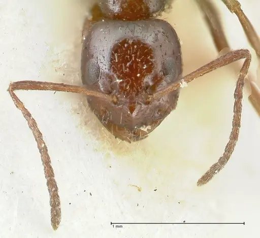 Lepisiota rothneyi specimen FOCOL2227 image focol2227_2