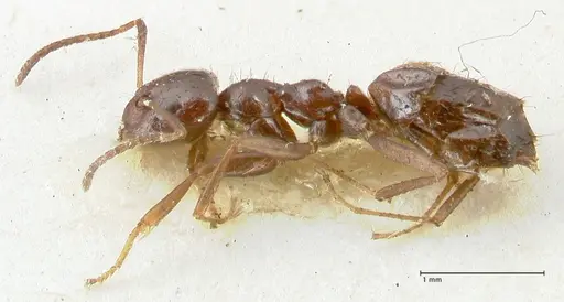 Lepisiota rothneyi specimen FOCOL2227 image focol2227_3