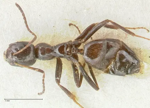 Lepisiota rothneyi specimen FOCOL2228 image focol2228_1