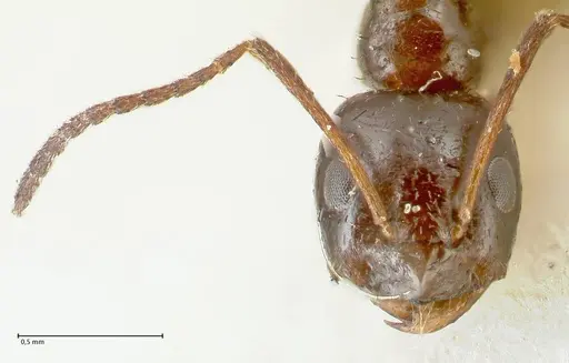 Lepisiota rothneyi specimen FOCOL2228 image focol2228_2