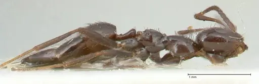 Lepisiota rothneyi specimen FOCOL2228 image focol2228_4