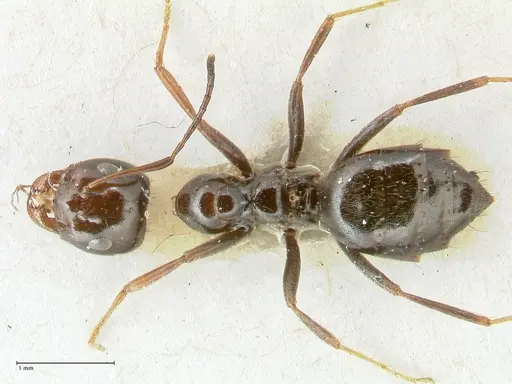 Lepisiota rothneyi specimen FOCOL2229 image focol2229_1