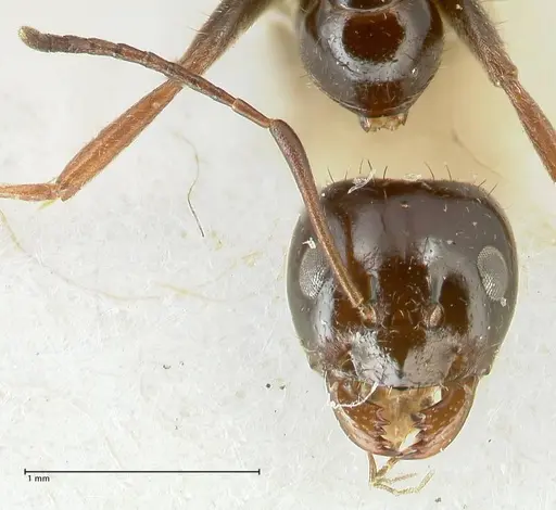 Lepisiota rothneyi specimen FOCOL2229 image focol2229_2