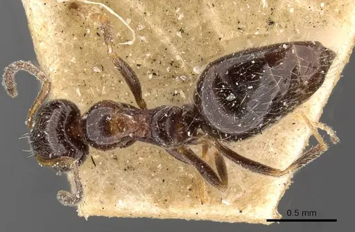 Lepisiota rubrovaria specimen CASENT0909895 image casent0909895_1