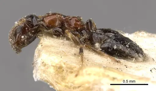 Lepisiota rubrovaria specimen CASENT0909896 image casent0909896_3