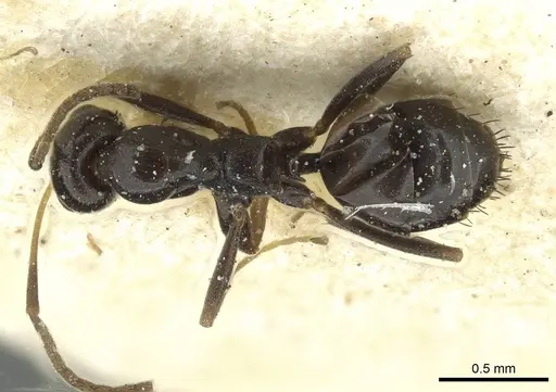 Lepisiota schoutedeni specimen RMCAENT000017804 image rmcaent000017804_1