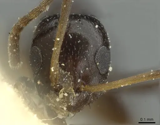 Lepisiota schoutedeni specimen RMCAENT000017804 image rmcaent000017804_2