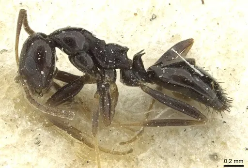 Lepisiota schoutedeni specimen RMCAENT000017804 image rmcaent000017804_3
