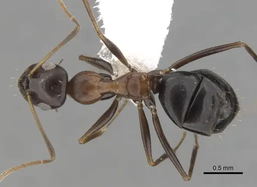 Lepisiota semenovi specimen CASENT0280478 image casent0280478_1