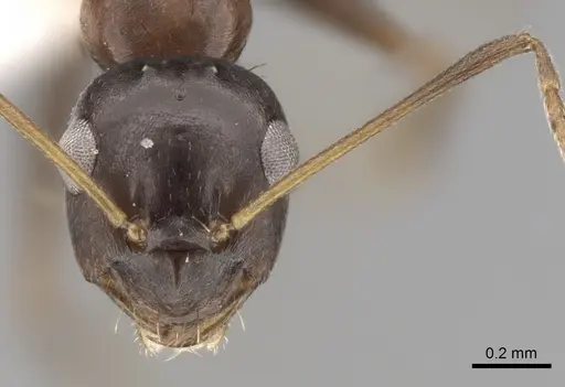 Lepisiota semenovi specimen CASENT0280478 image casent0280478_2