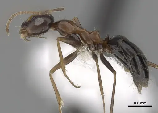 Lepisiota semenovi specimen CASENT0280478 image casent0280478_3