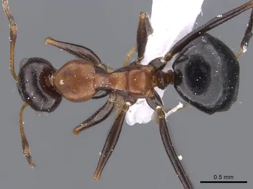 Lepisiota semenovi specimen CASENT0910239 image casent0910239_1