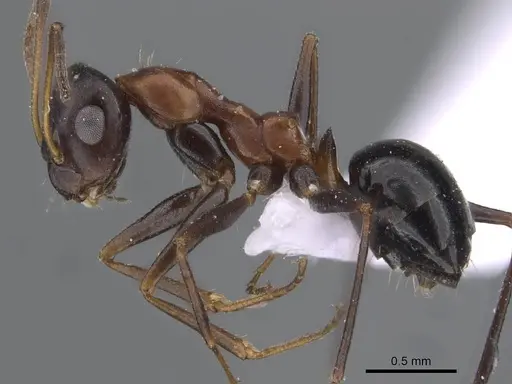 Lepisiota semenovi specimen CASENT0910239 image casent0910239_3